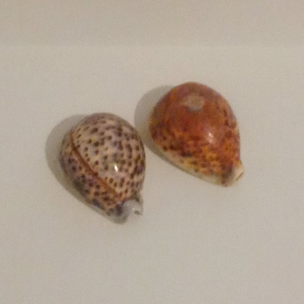 Cowrie Shells Set of 2 Large Size Tiger Cowrie